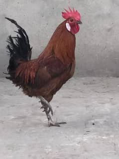 Male