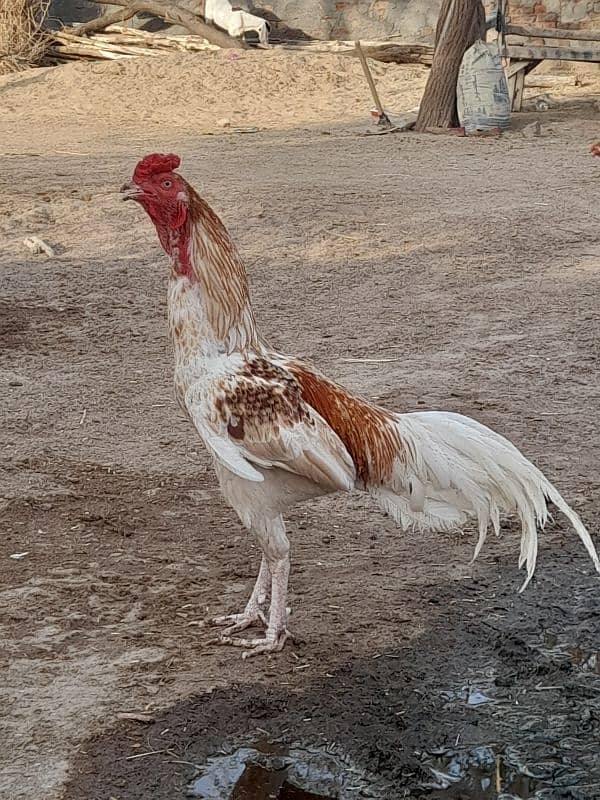 pure Aseel Eggs 0