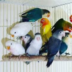 love birds heavy mutation breeder pair read discription