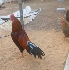 Pakistani bread Sindhi hen