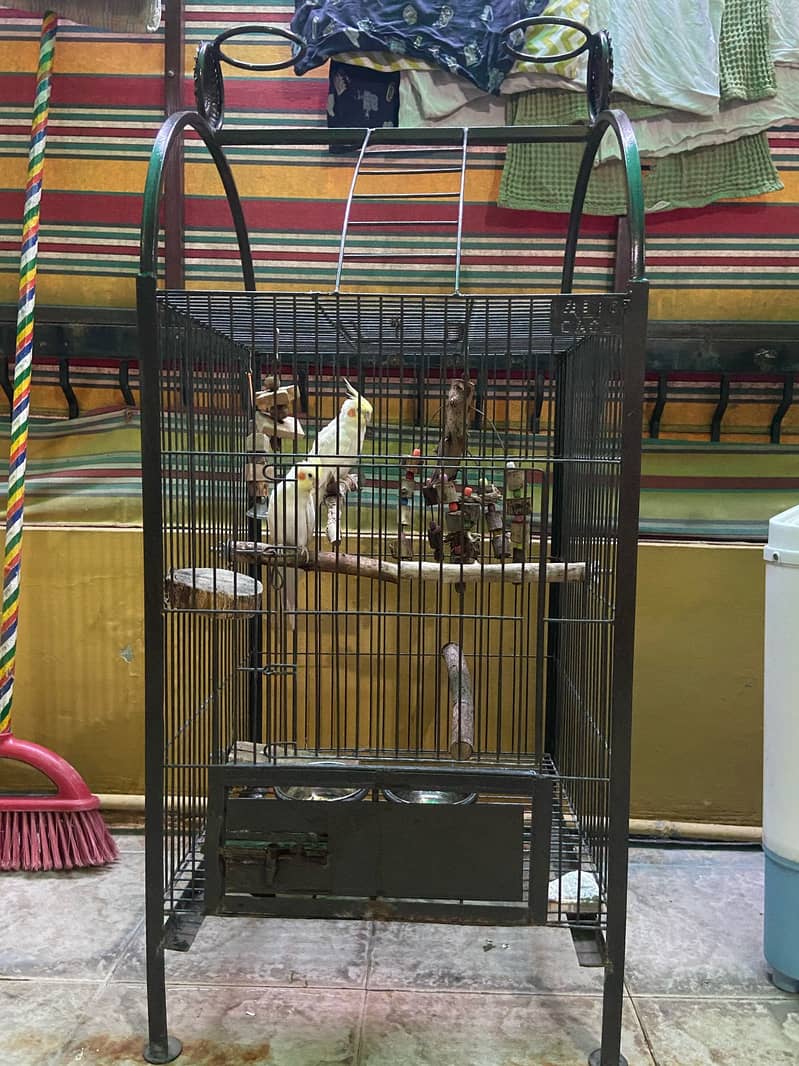 Cockateil Pair for sale with Cage 0