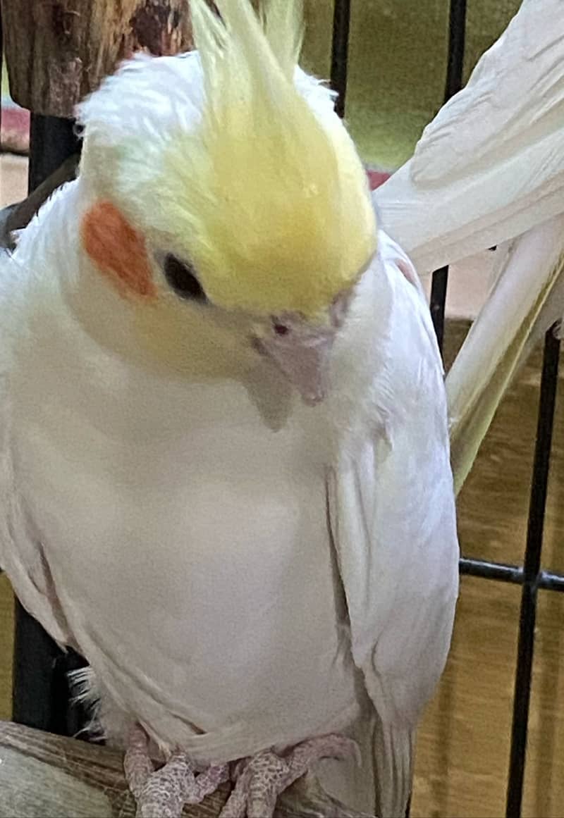 Cockateil Pair for sale with Cage 1