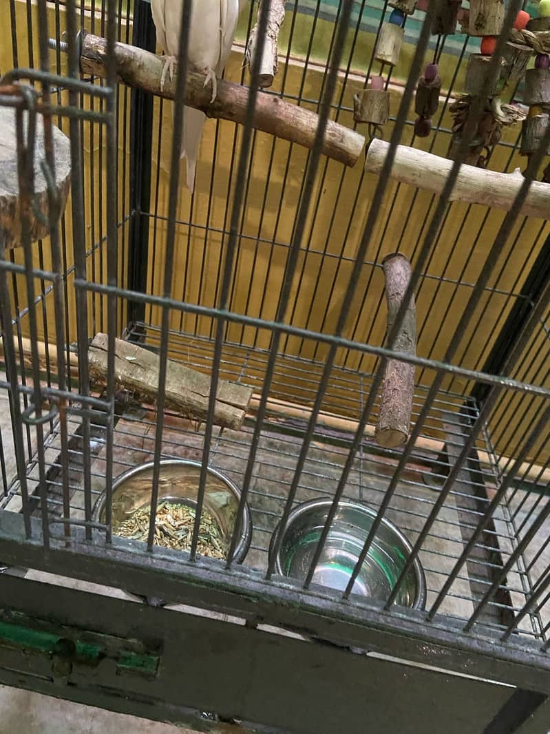 Cockateil Pair for sale with Cage 2