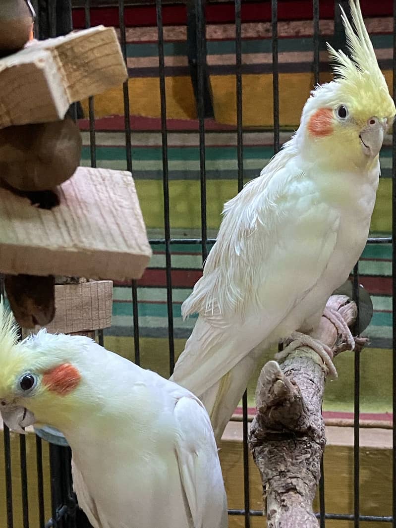 Cockateil Pair for sale with Cage 3