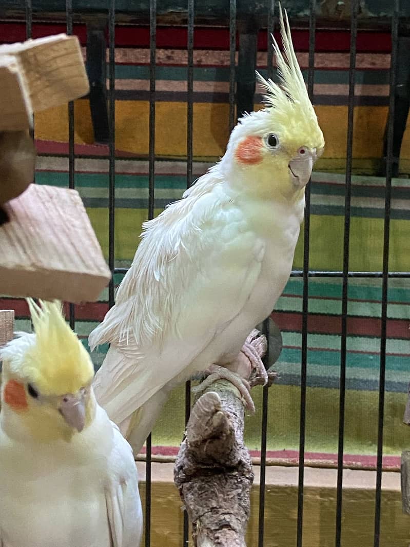 Cockateil Pair for sale with Cage 4