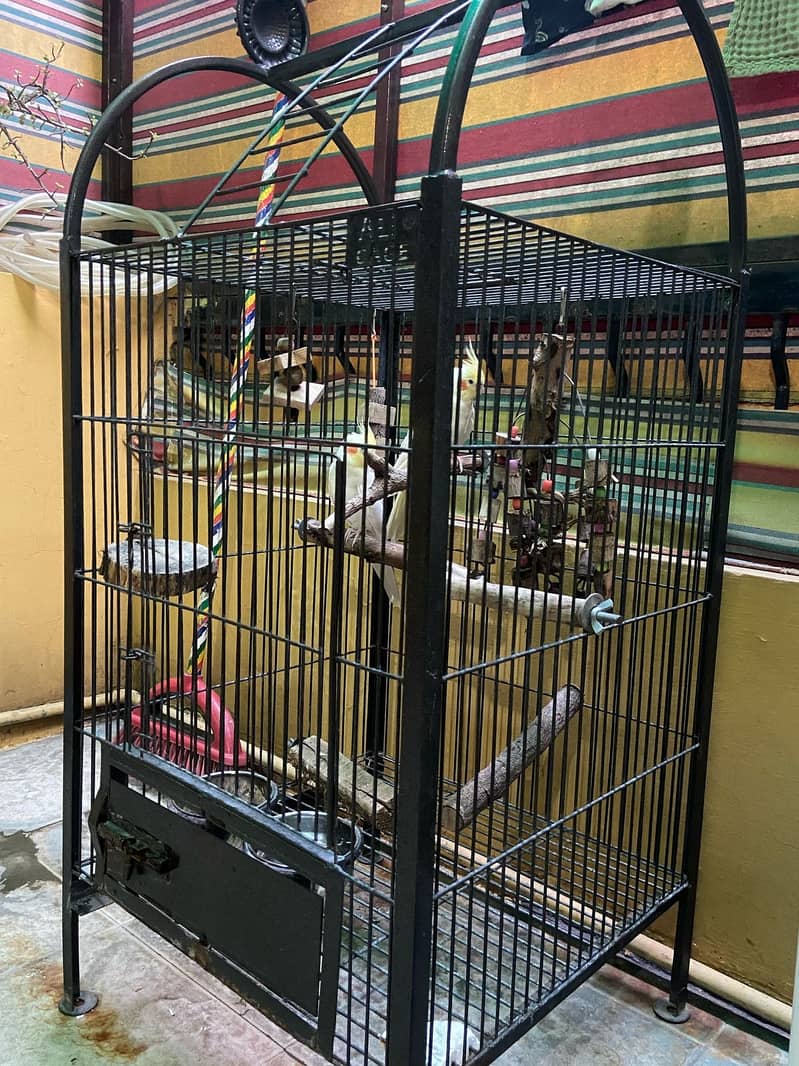 Cockateil Pair for sale with Cage 5