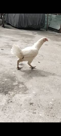 Female