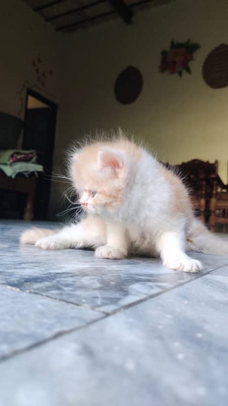 Top quality punch faced long coat persian kittens 1