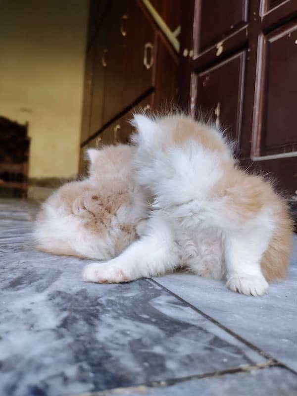 Top quality punch faced long coat persian kittens 2