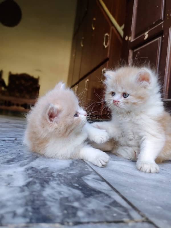 Top quality punch faced long coat persian kittens 3