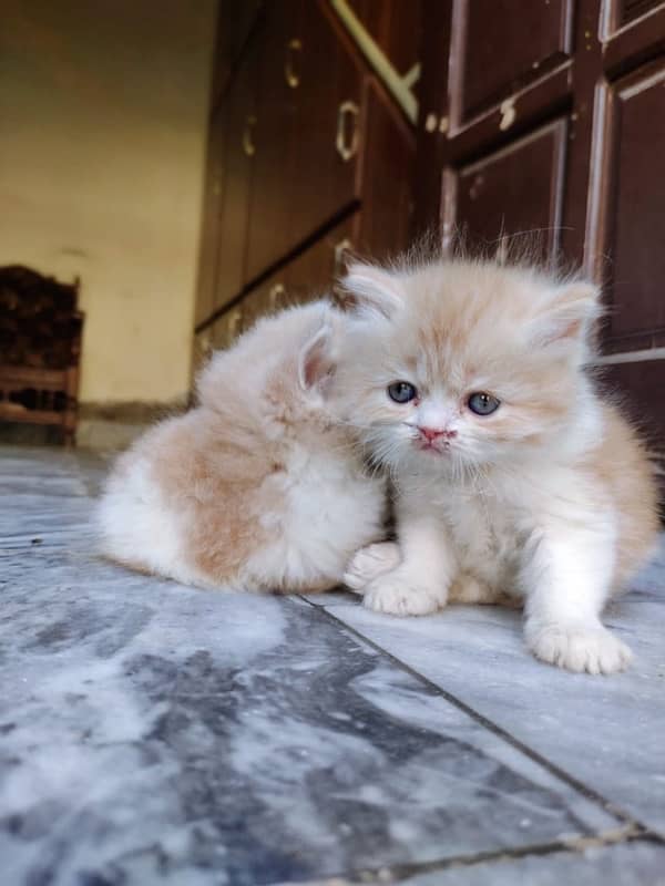 Top quality punch faced long coat persian kittens 4