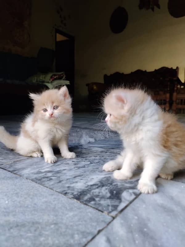 Top quality punch faced long coat persian kittens 6