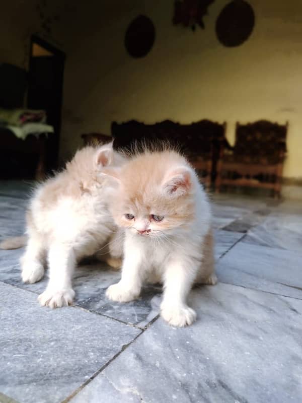 Top quality punch faced long coat persian kittens 7