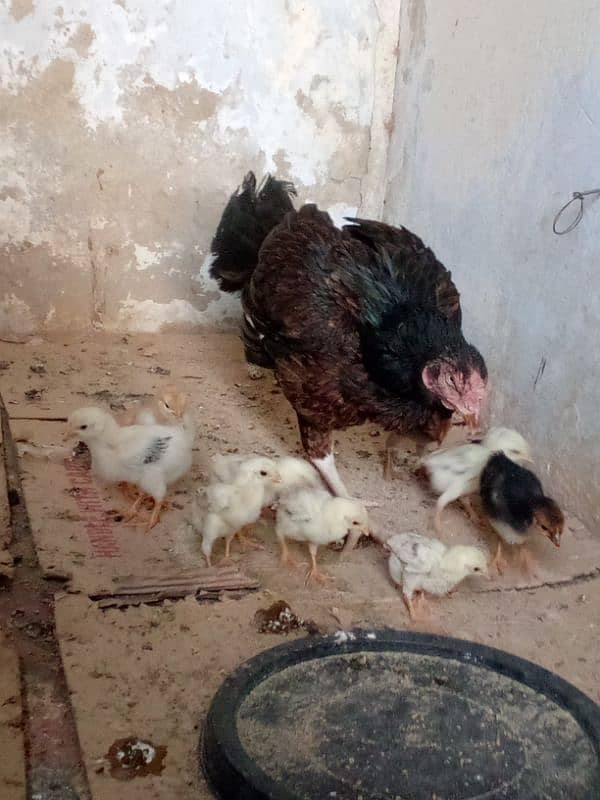 aseel Madi for sale with 4 Desi chicks 1