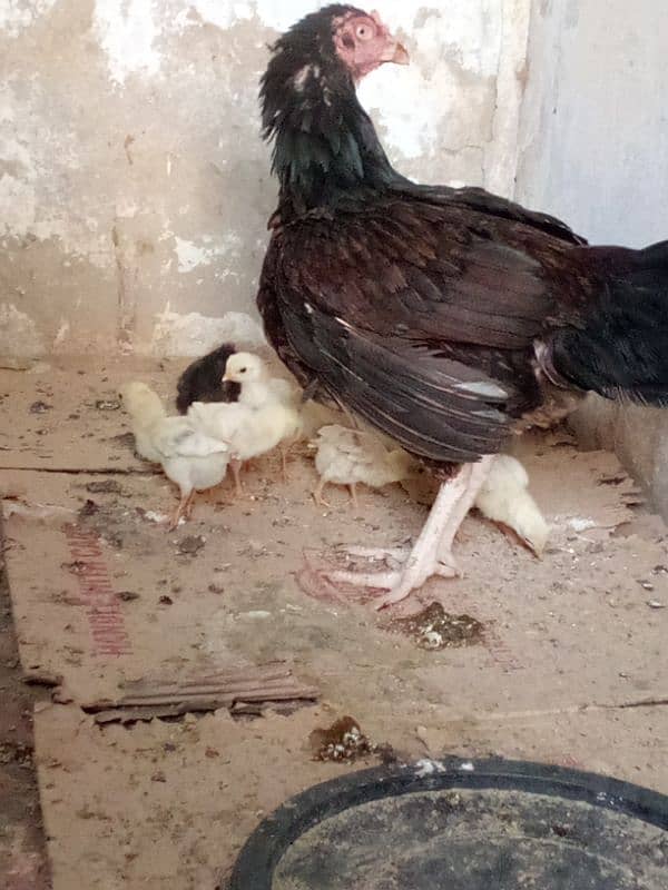 aseel Madi for sale with 4 Desi chicks 0
