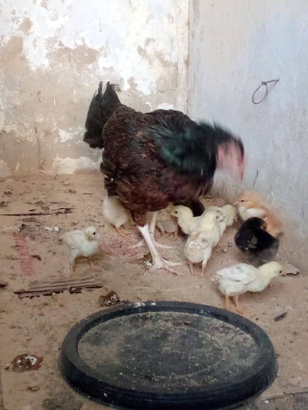 aseel Madi for sale with 4 Desi chicks 2