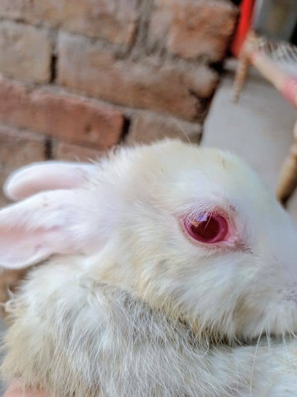 Rabbit for sale Red eyes 0