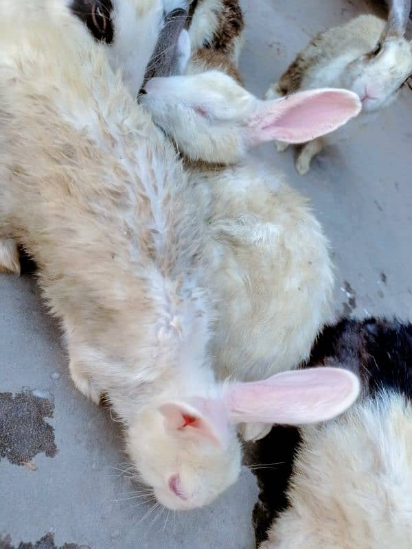 Rabbit for sale Red eyes 1
