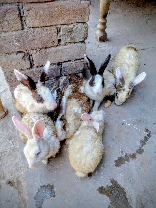 Rabbit for sale Red eyes 2
