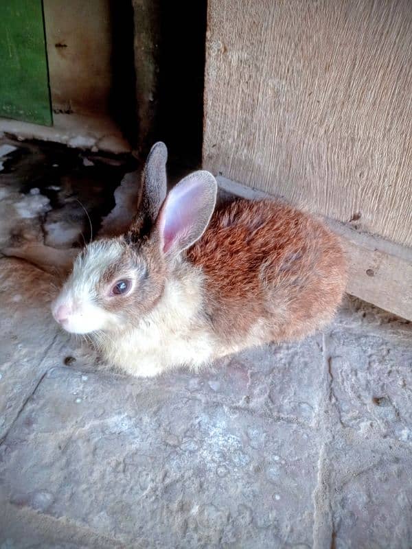 Rabbit for sale Red eyes 3