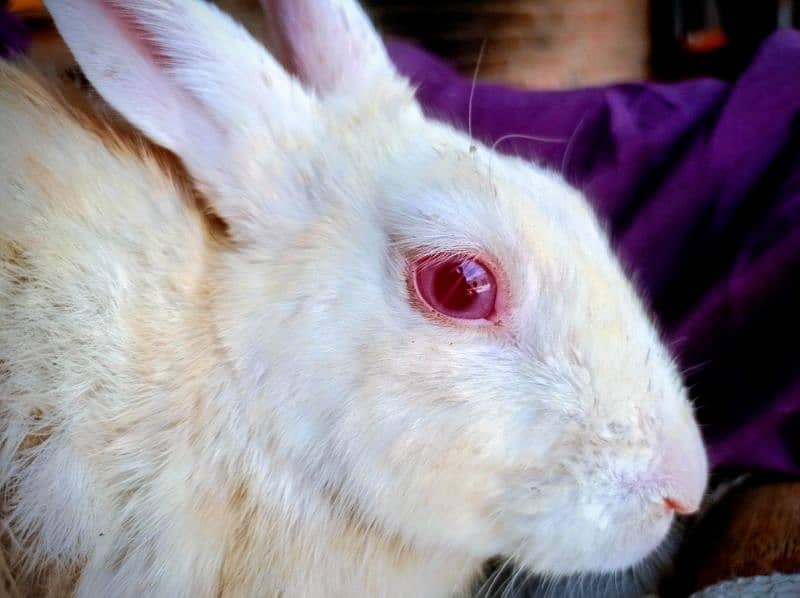 Rabbit for sale Red eyes 4