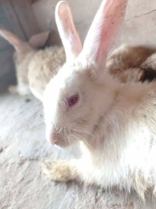 Rabbit for sale Red eyes 5