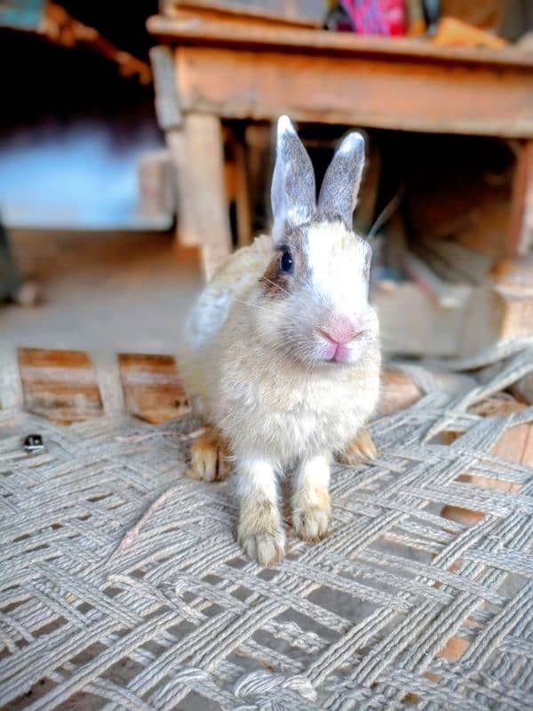Rabbit for sale Red eyes 6