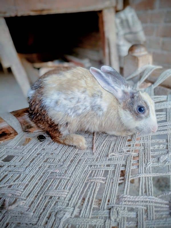 Rabbit for sale Red eyes 8