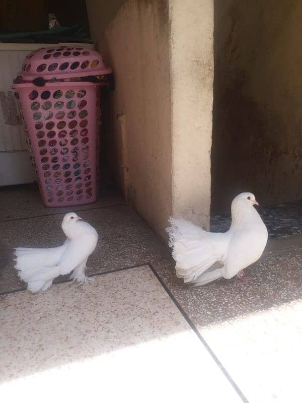 amarkan pair 0