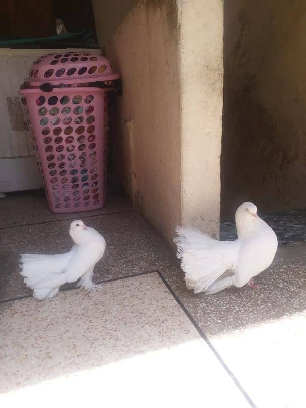 amarkan pair 2