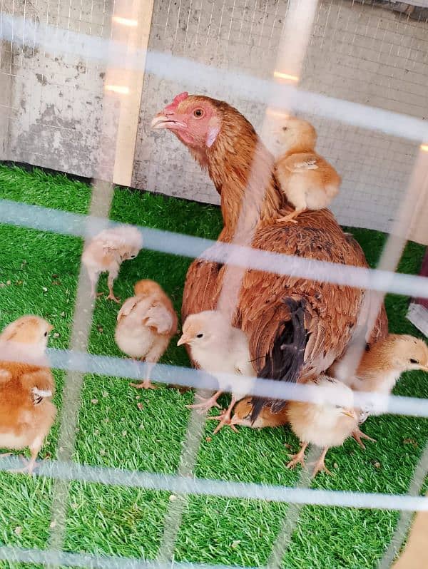 Aseel Murgi with Chick 1