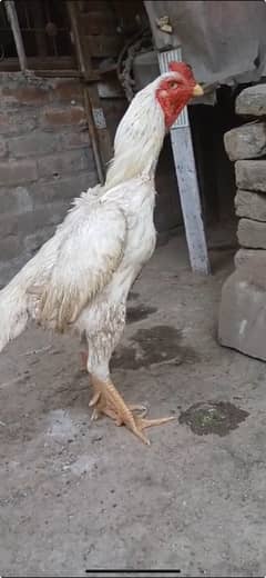 shamo aseel  guaranteed egg laying female