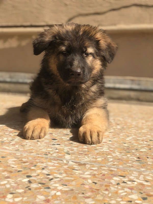 German shepherd puppy 4