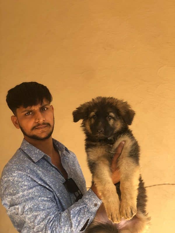 German shepherd puppy 6