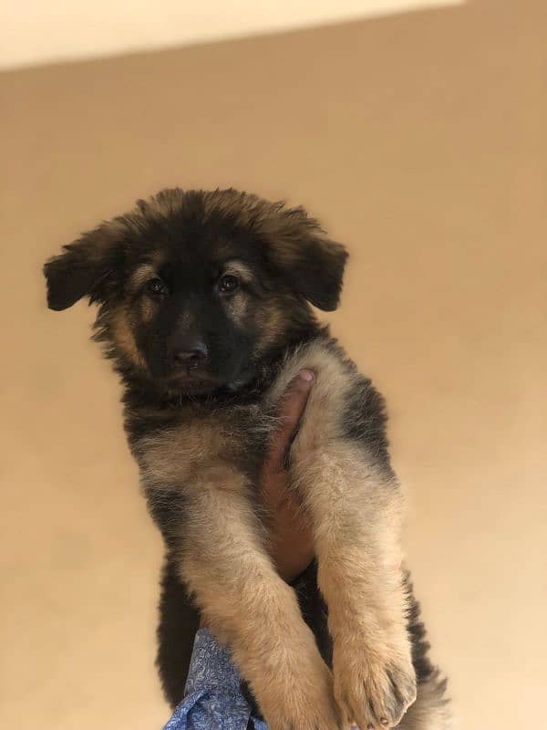 German shepherd puppy 7