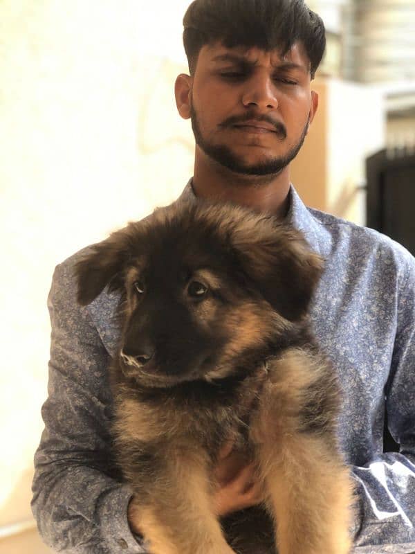 German shepherd puppy 8
