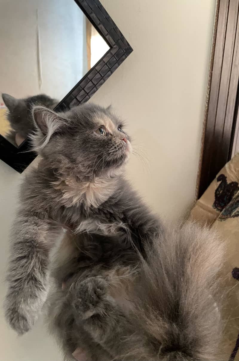 Persian Cute Kittens Available Female [grey, blackish gold) 1