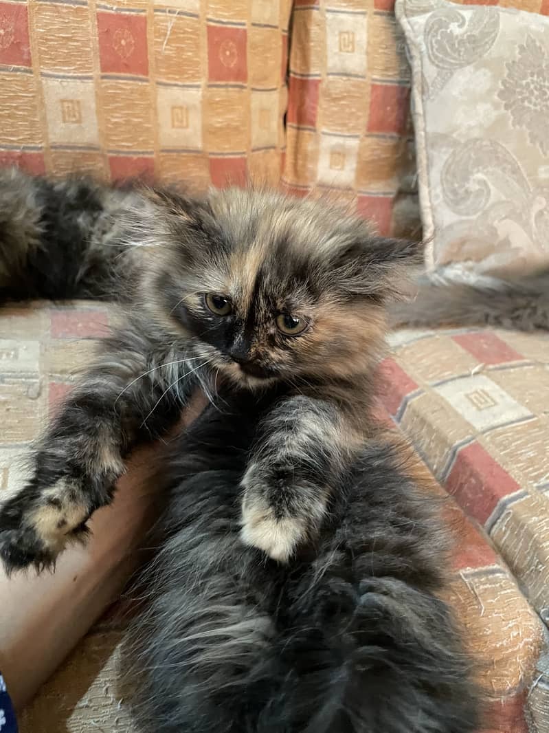 Persian Cute Kittens Available Female [grey, blackish gold) 2