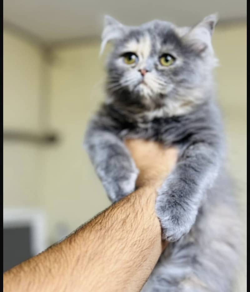 Persian Cute Kittens Available Female [grey, blackish gold) 4