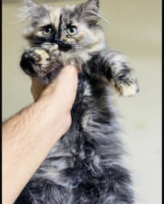 Persian