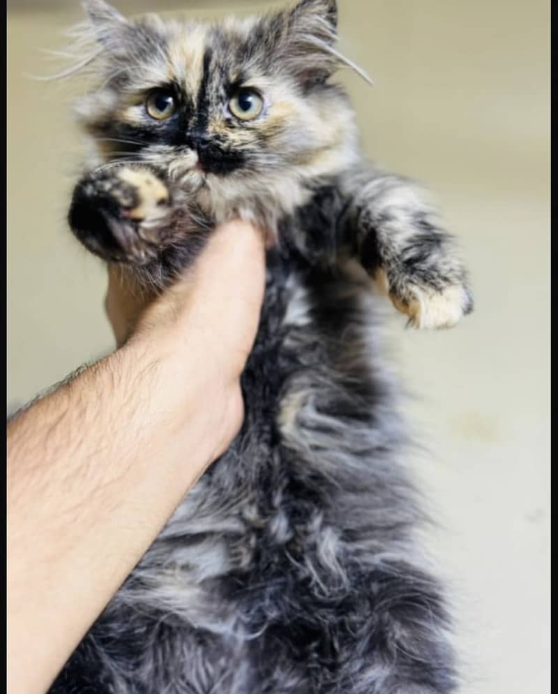 Persian Cute Kittens Available Female [grey, blackish gold) 0