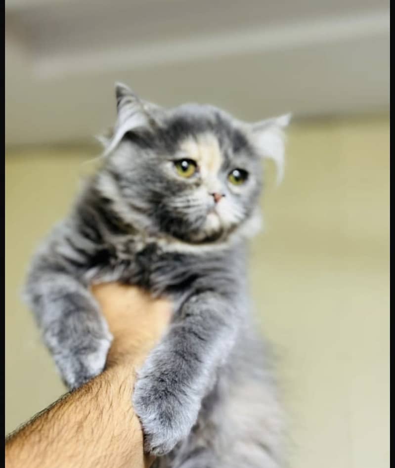Persian Cute Kittens Available Female [grey, blackish gold) 5