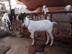 khassi