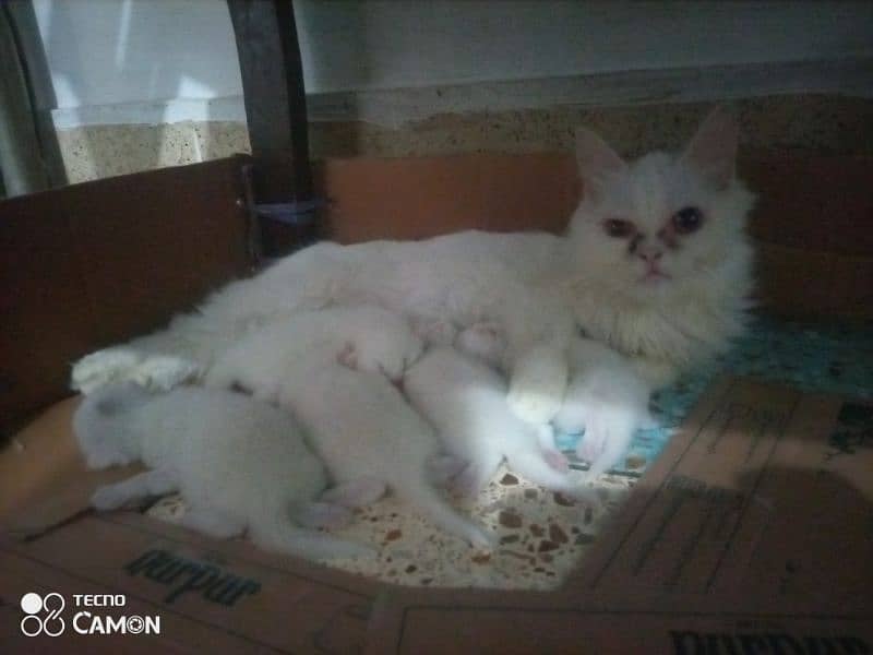 Persian triple coated good punch and semi puch avb kittens for booking 0