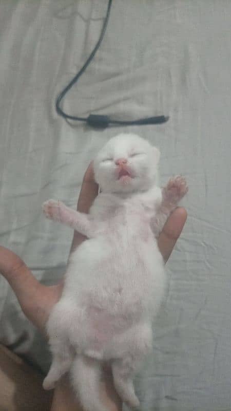 Persian triple coated good punch and semi puch avb kittens for booking 1