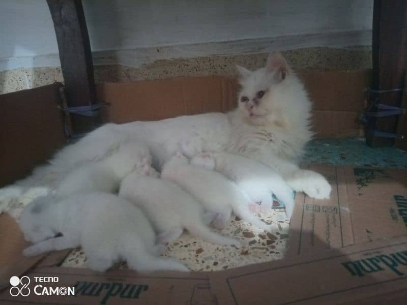 Persian triple coated good punch and semi puch avb kittens for booking 2