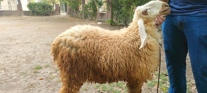 ghar k palay desi chatray qurbani 2025 k liye 0