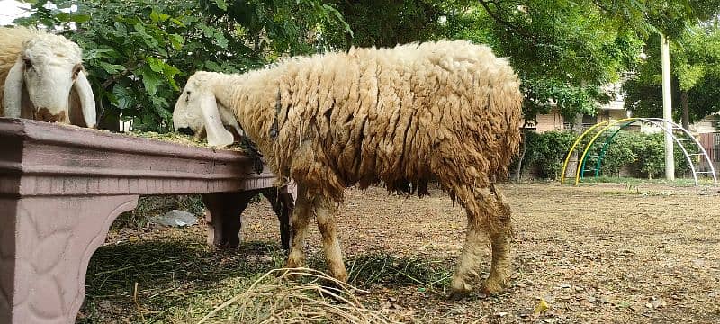 ghar k palay desi chatray qurbani 2025 k liye 1