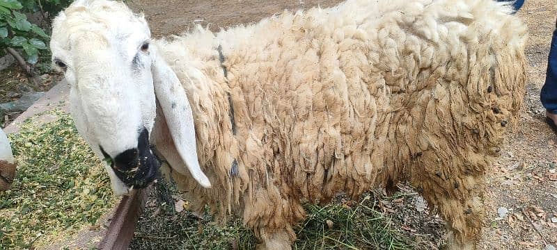 ghar k palay desi chatray qurbani 2025 k liye 2