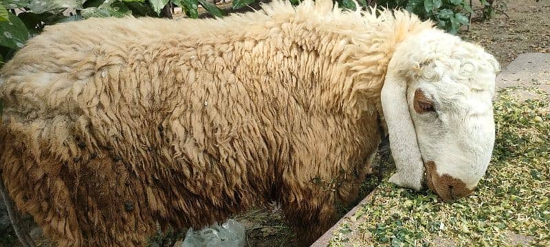 ghar k palay desi chatray qurbani 2025 k liye 3
